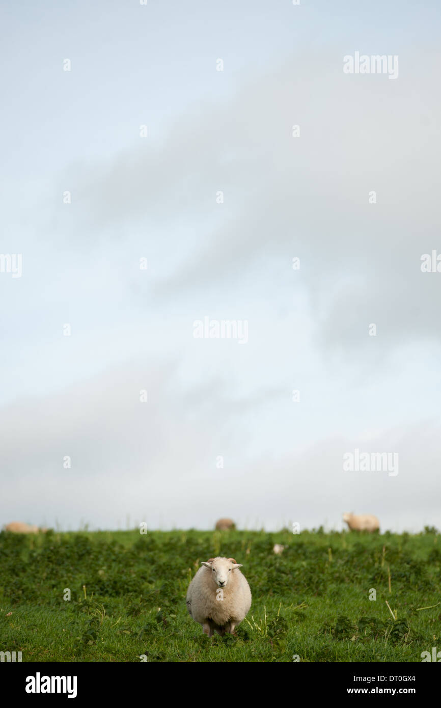 A Sheep (Ovis aries) in a field Stock Photo
