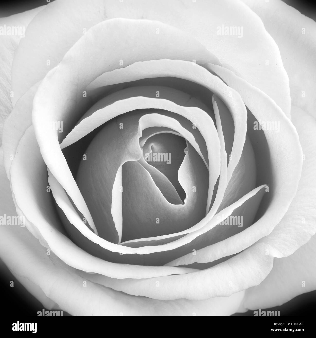 Flowers Black and White Stock Photos & Images - Alamy
