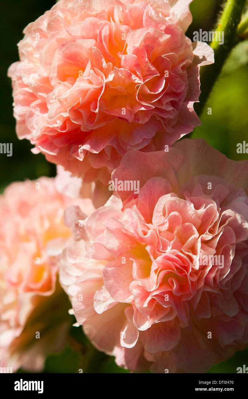 Hollyhock peaches and cream Stock Photo Alamy