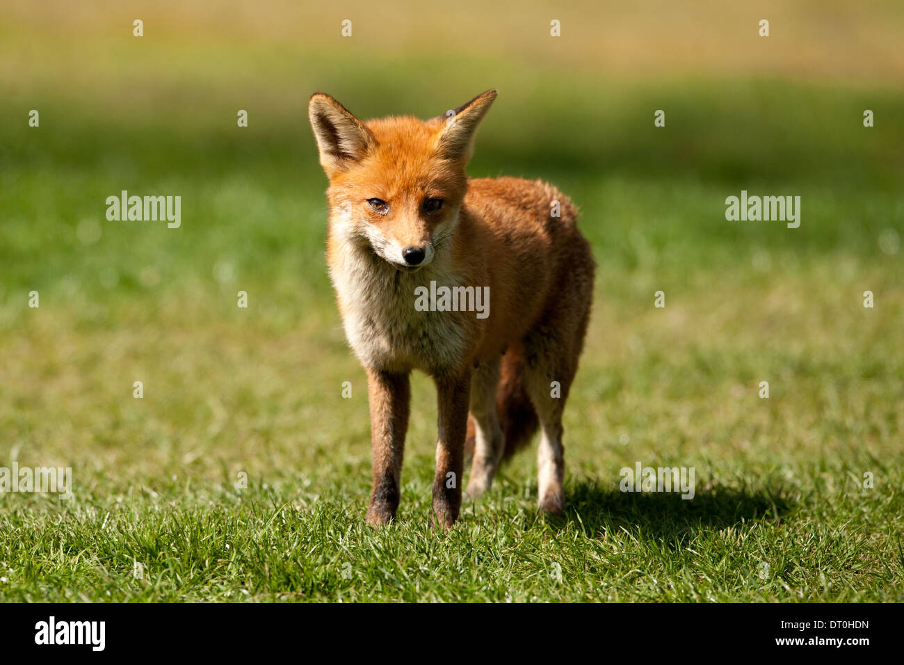 European red fox (Vulpes vulpes Stock Photo - Alamy