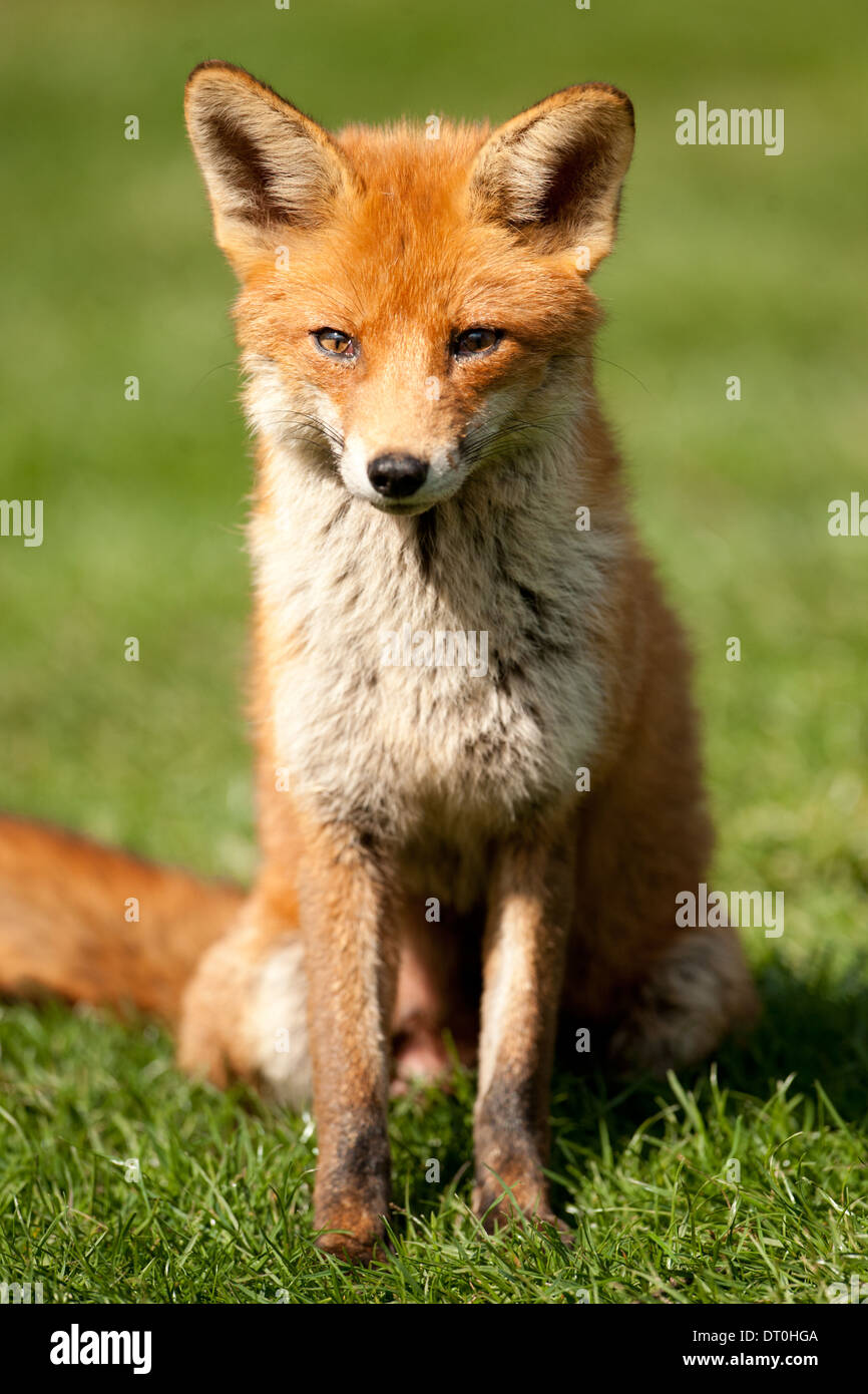 European red fox (Vulpes vulpes) Stock Photo