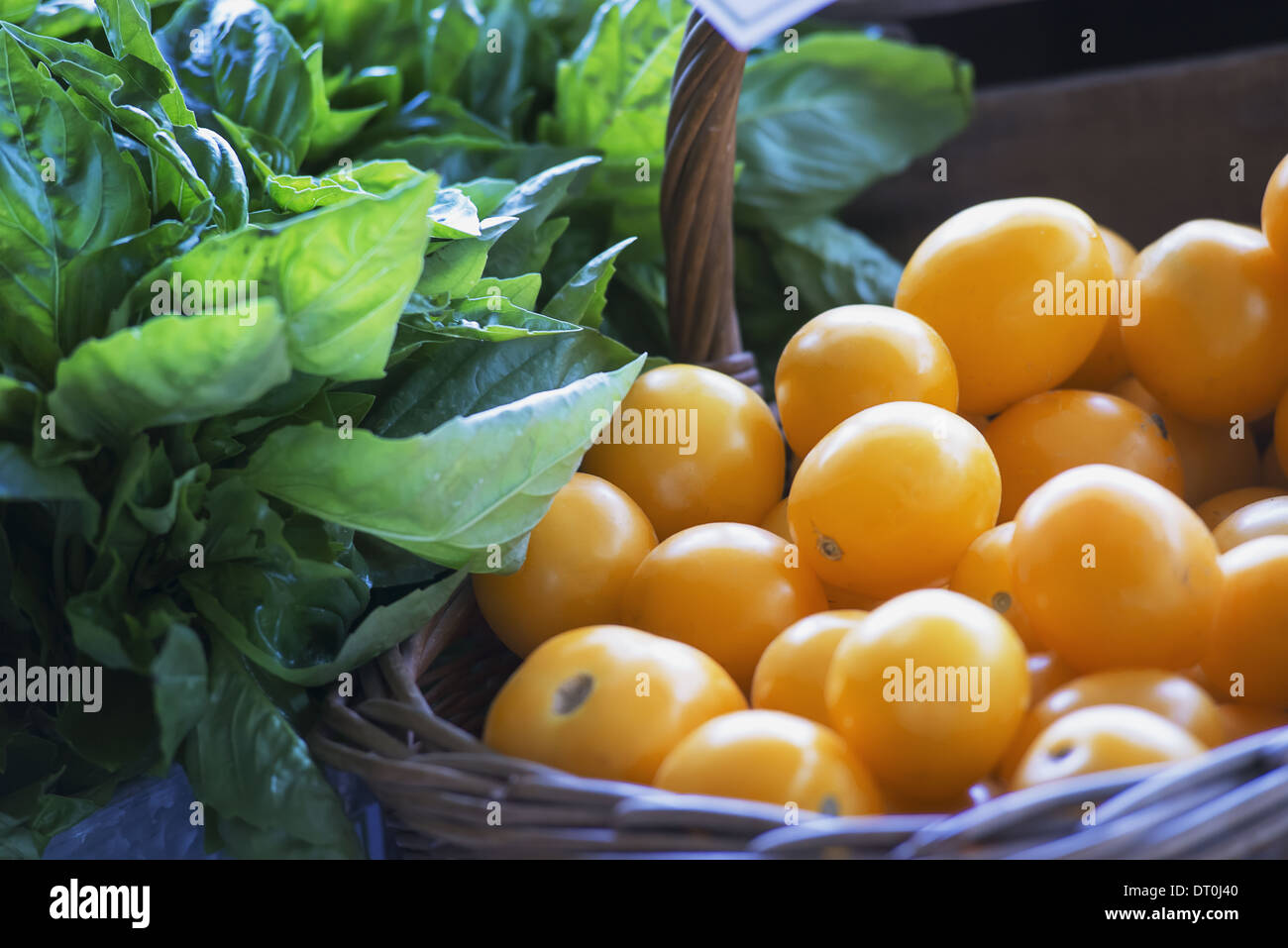 Woodstock New York USA Organic yellow tomatoes basil herb leaves market Stock Photo