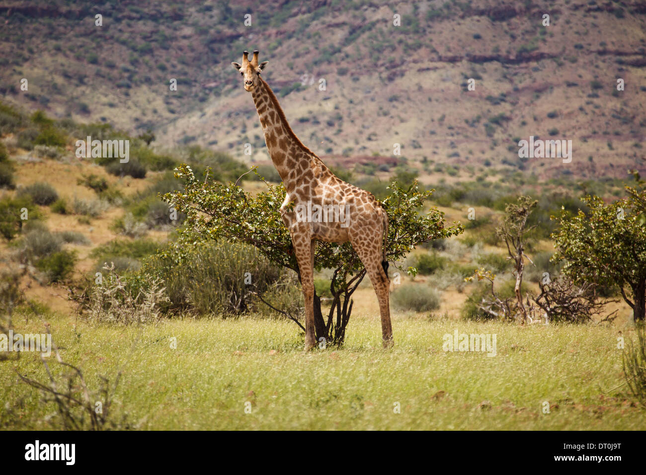 Single young giraffe faces camera standing tall in grassland of Damaraland Namibia Stock Photo