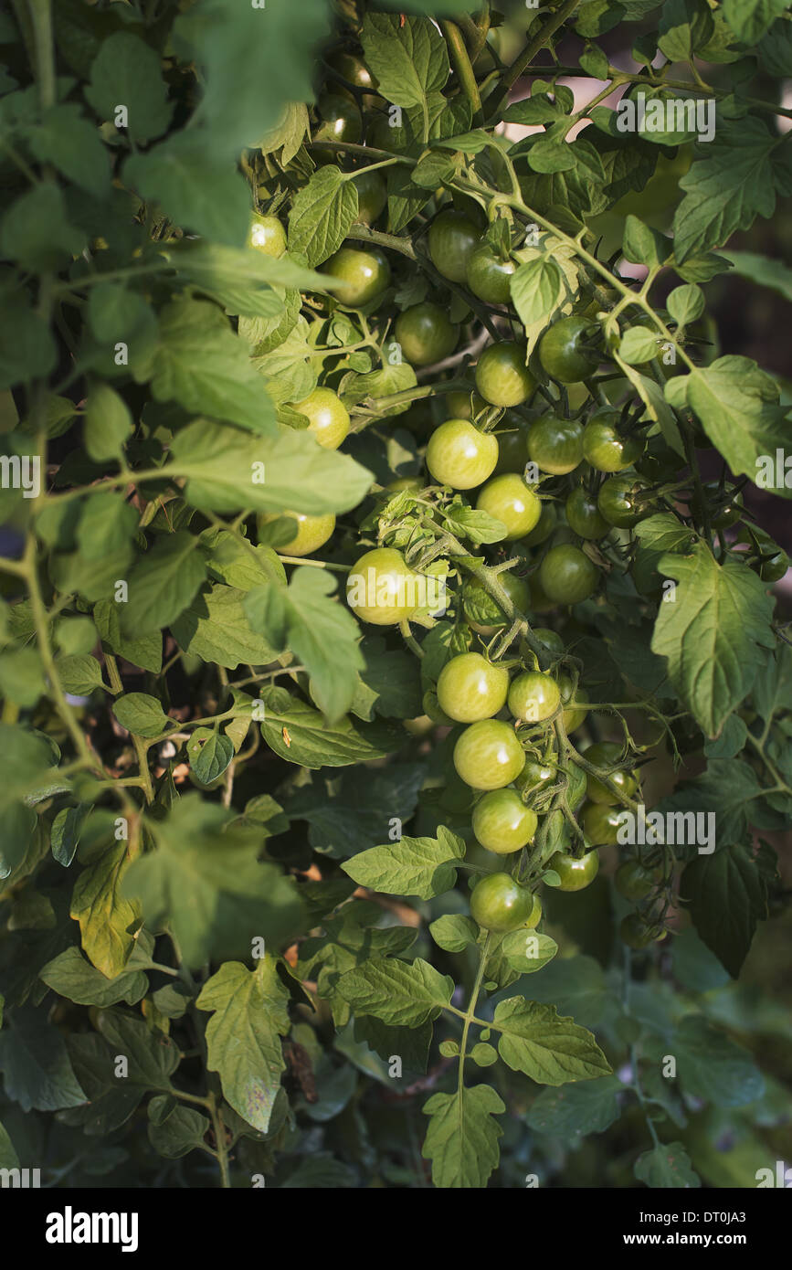 Woodstock New York USA Tomato plants bearing fruit Growing in