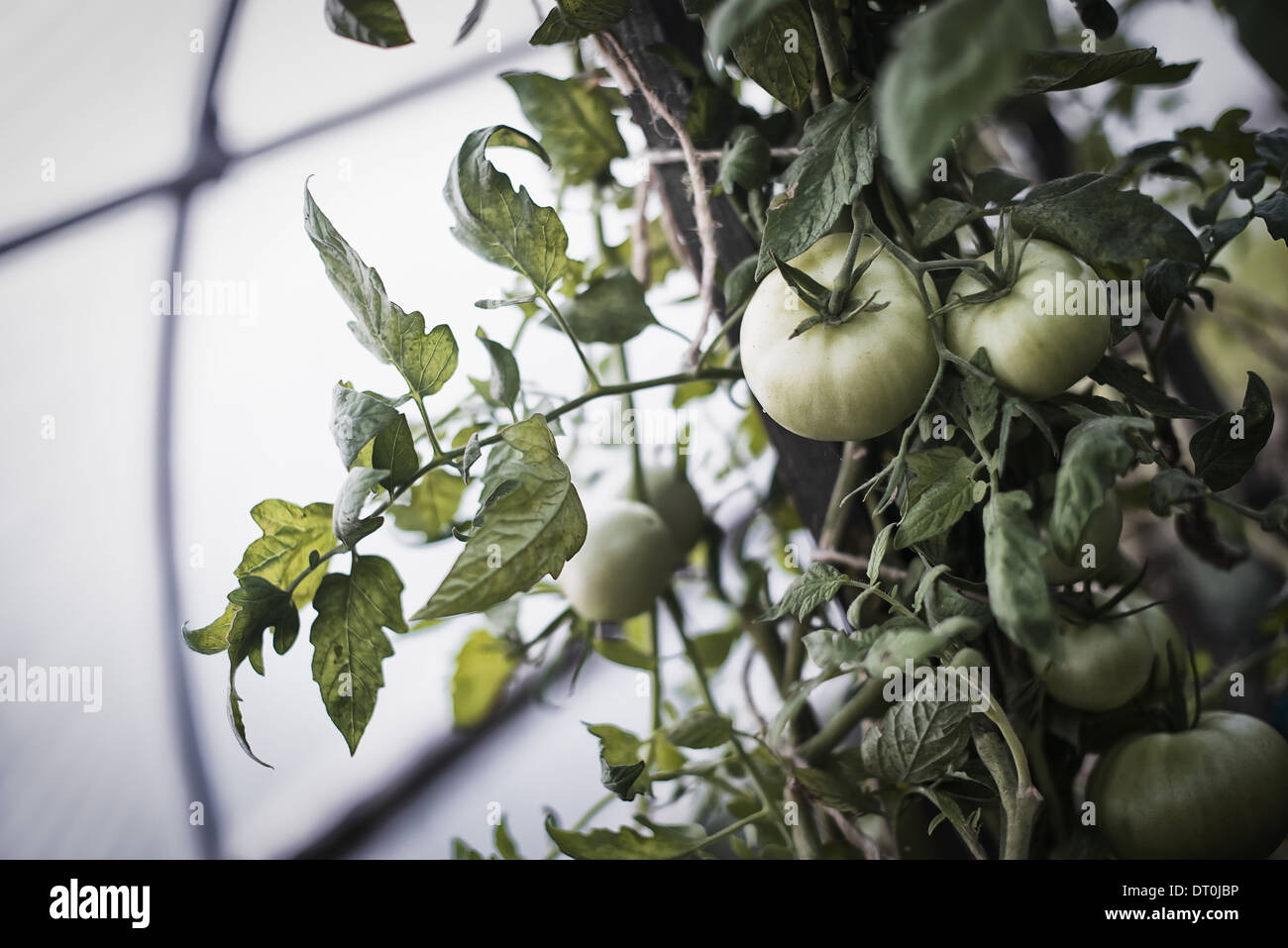 Woodstock New York USA Tomato plants bearing fruit Growing in