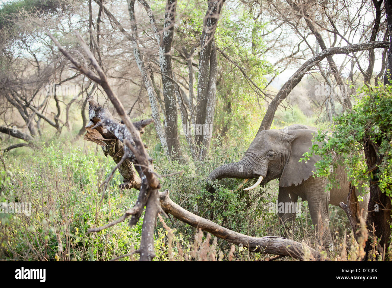 an elephant in Lake ManyaraNational Park, Tanzania Africa Stock Photo