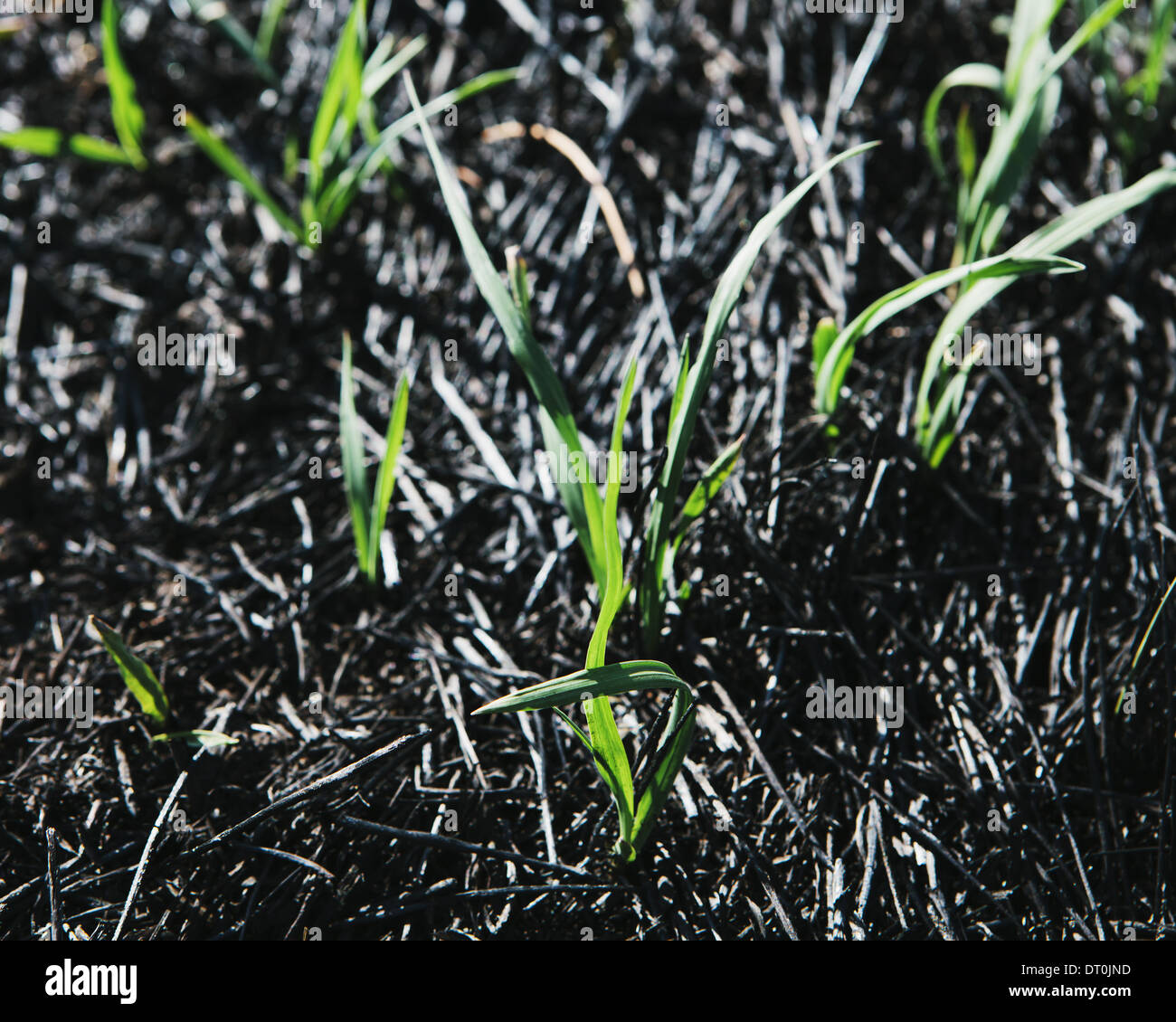 Washington state usa new grass hires stock photography and images Alamy