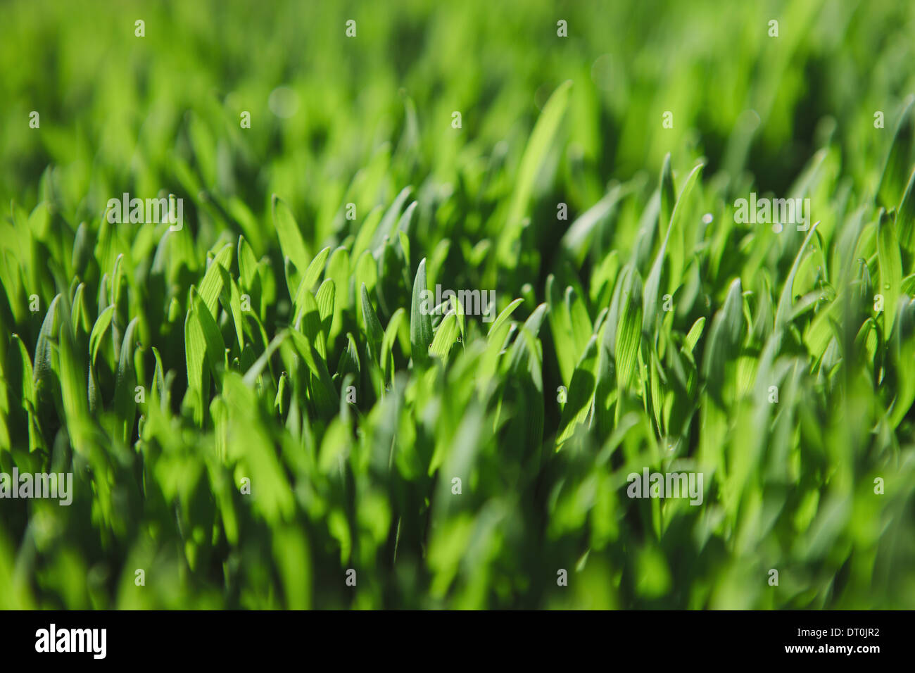 Washington state USA Close up of lush green grass Stock Photo