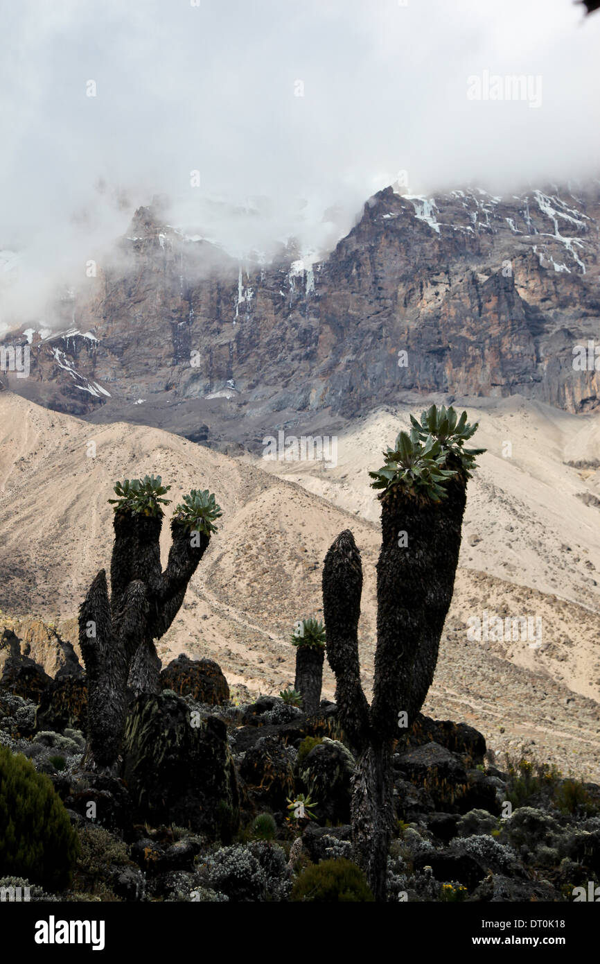 Mount kilimanjaro and trees hires stock photography and images Alamy