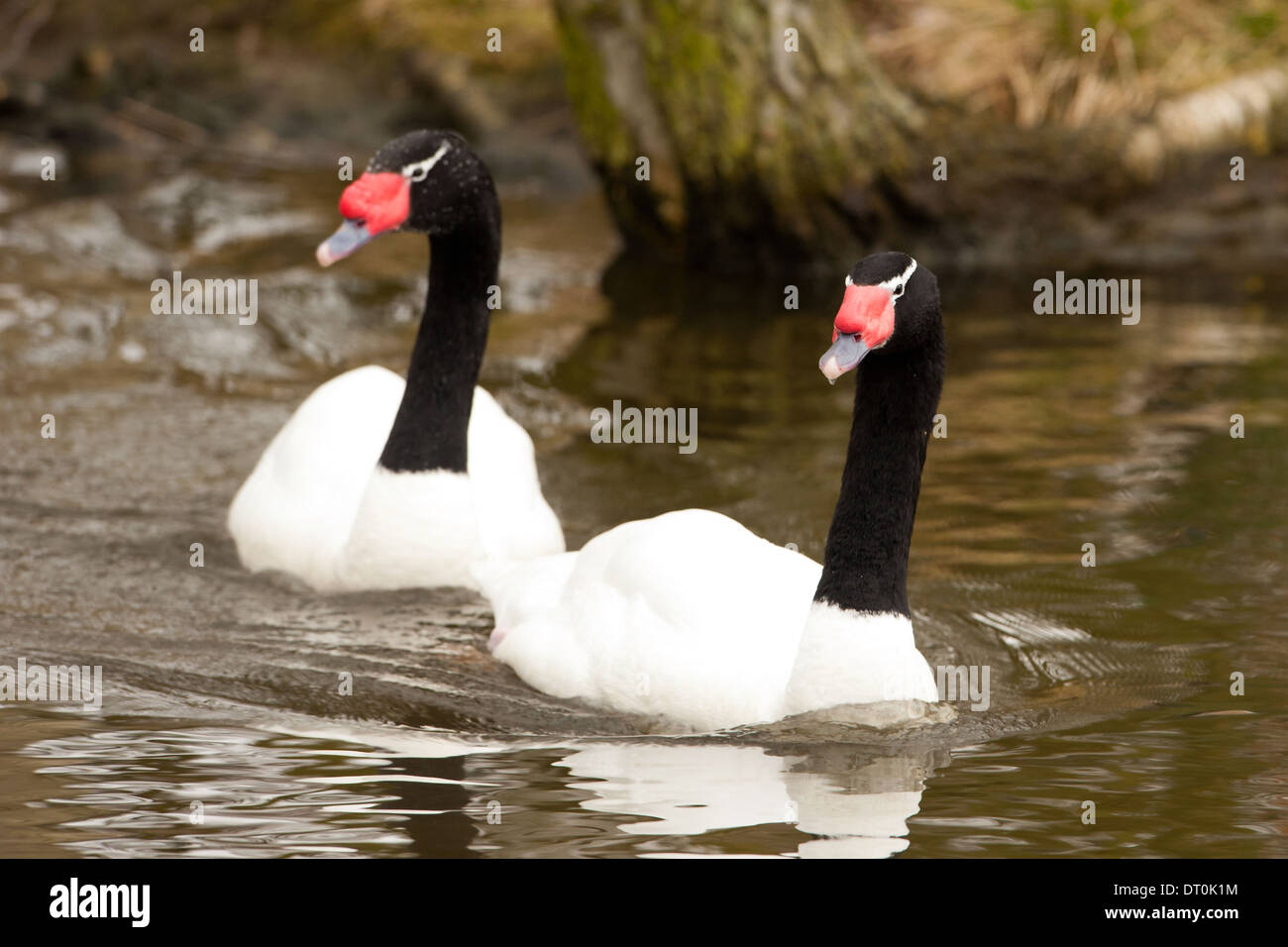 Two Black-Necked Swans (Cygnus melancoryphus) is the largest waterfowl native to South America Stock Photo