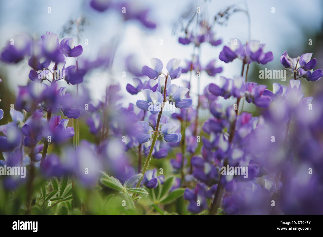 Washington State USA Blooming Lupin wildflowers close up Stock Photo