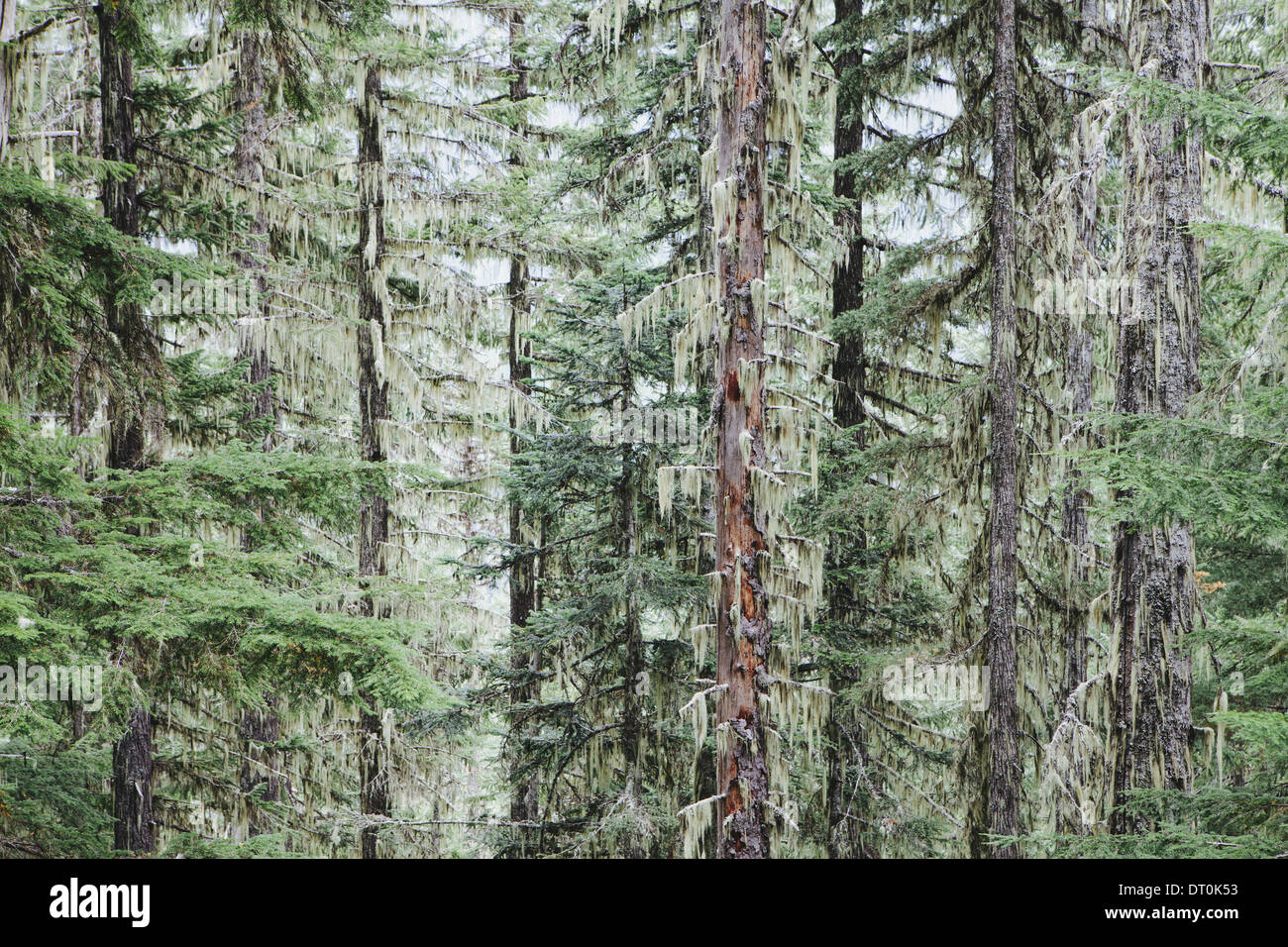 Washington State USA Lush green temperate forest Stock Photo