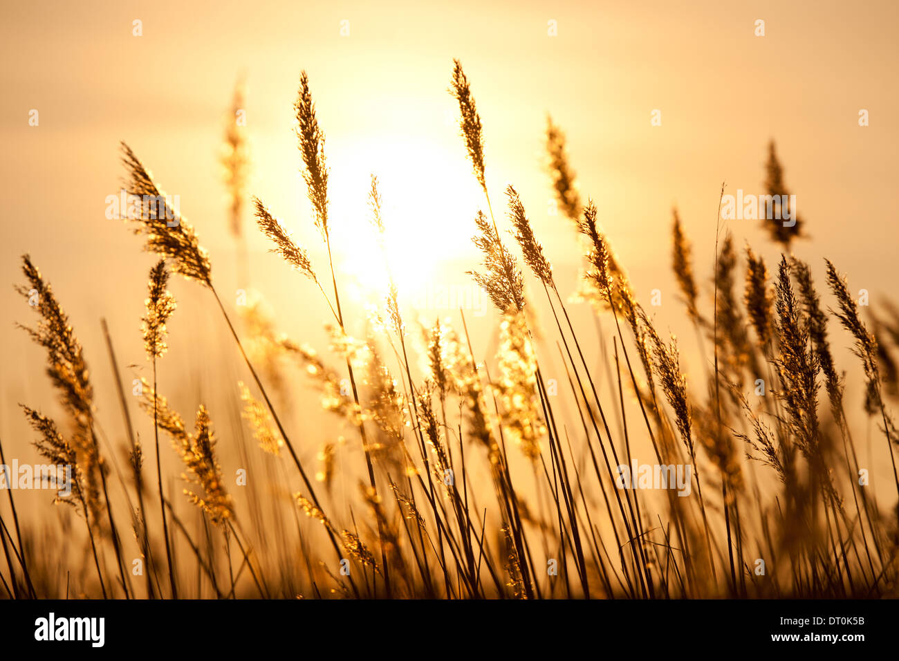 Silhouette of grass against the sun Stock Photo