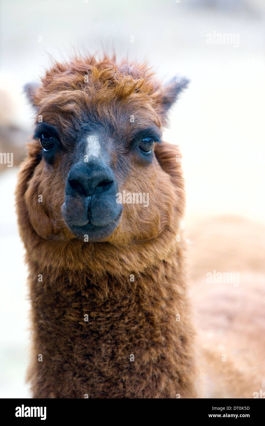 Close up of an alpaca's face. Stock Photo