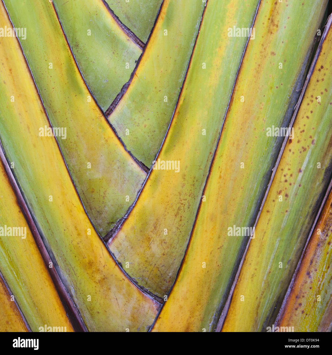 Tulum Mexico. Traveller's Palm or fan palm tree leaf stems Stock Photo