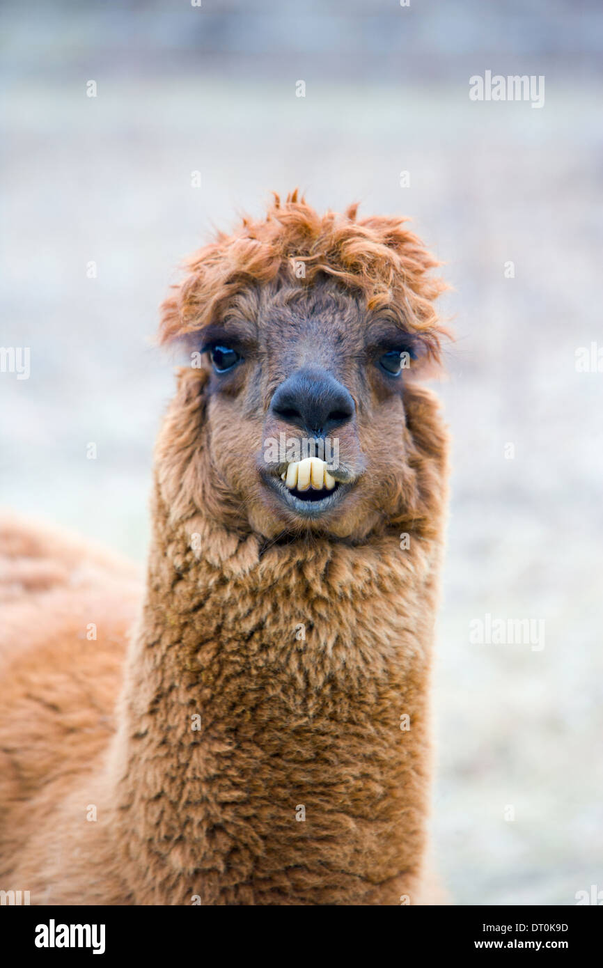 Close up of an alpaca's face in profile. Stock Photo