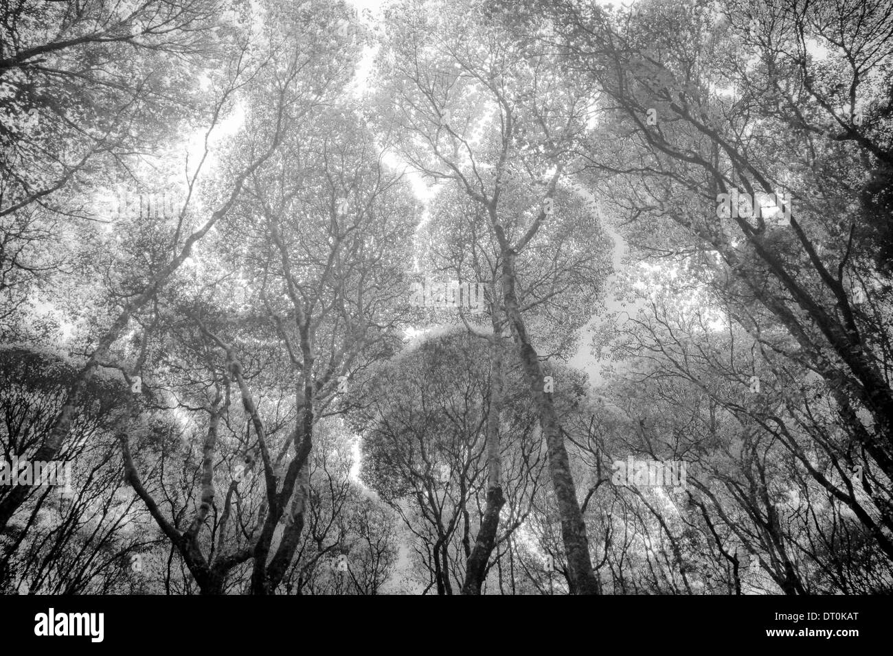 Tropical rainforest Black and White Stock Photos & Images Alamy