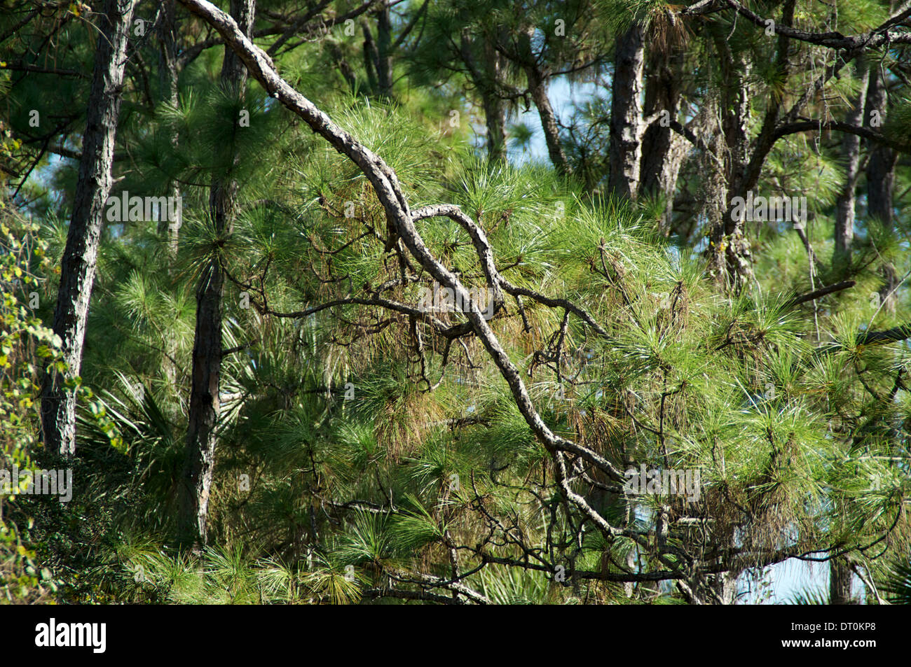 Florida Pine Trees High Resolution Stock Photography and Images Alamy