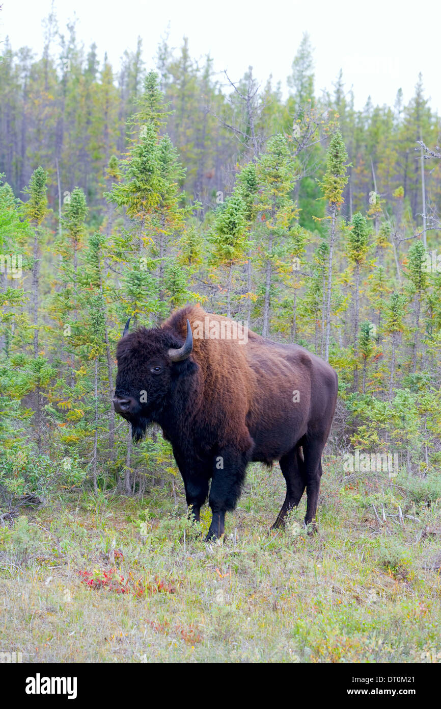 Bison in Buffalo National Park, Northwest Territories, Photo - Alamy