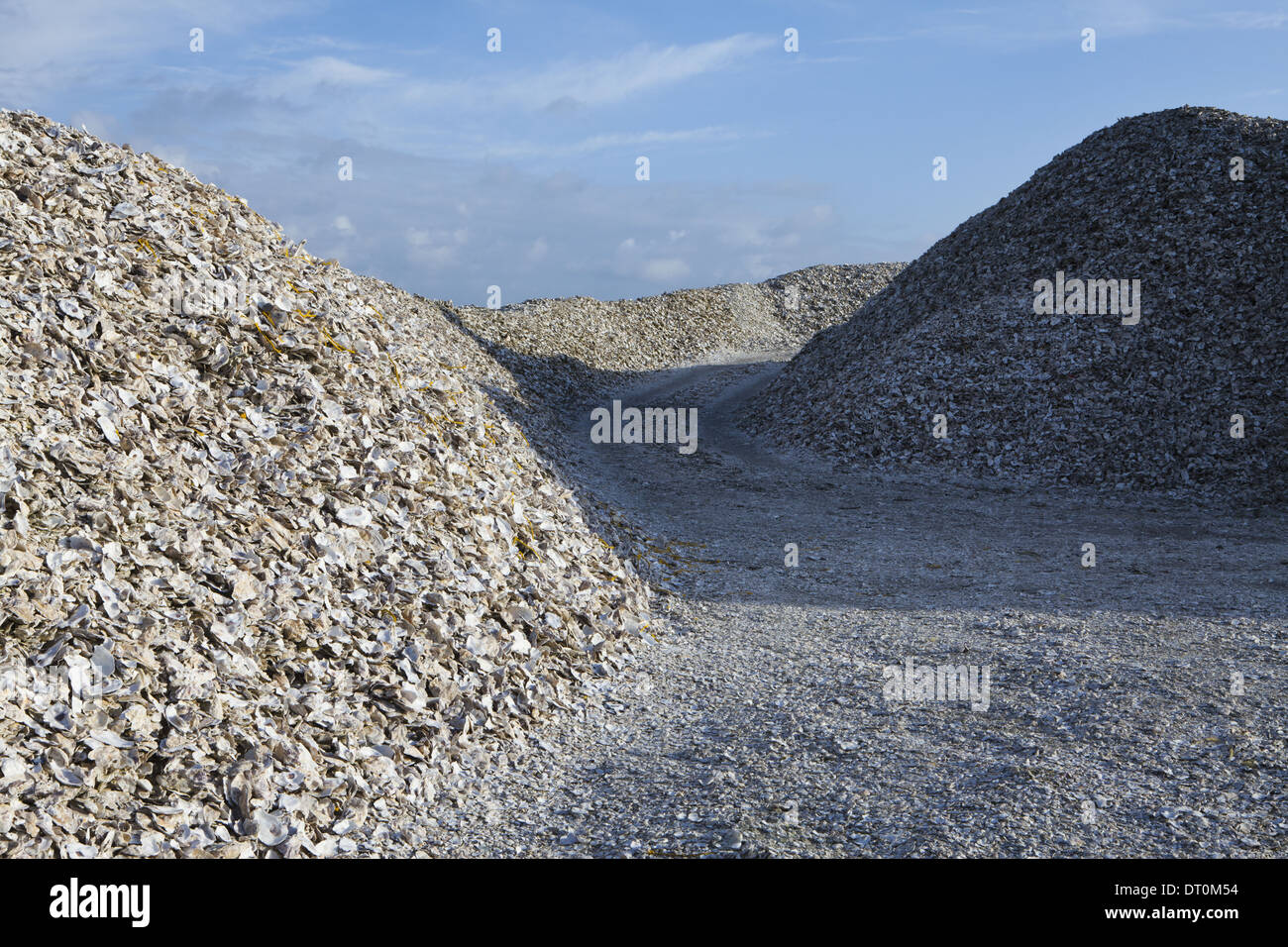 Piles of oyster shells hi-res stock photography and images - Alamy