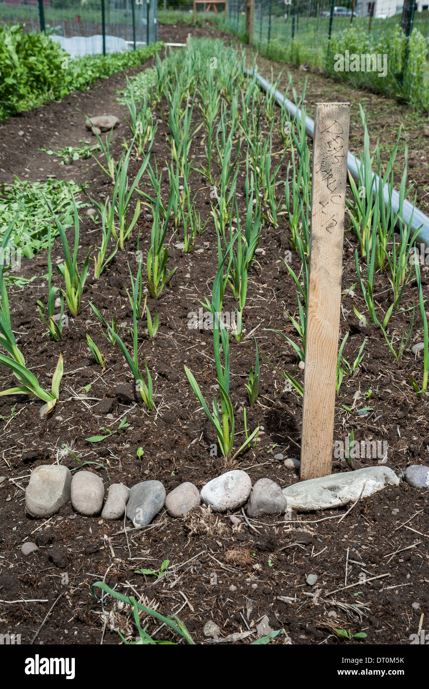 A sign at the end of a row of garlic plants at the PEAS Farm in Missoula Montana. Stock Photo