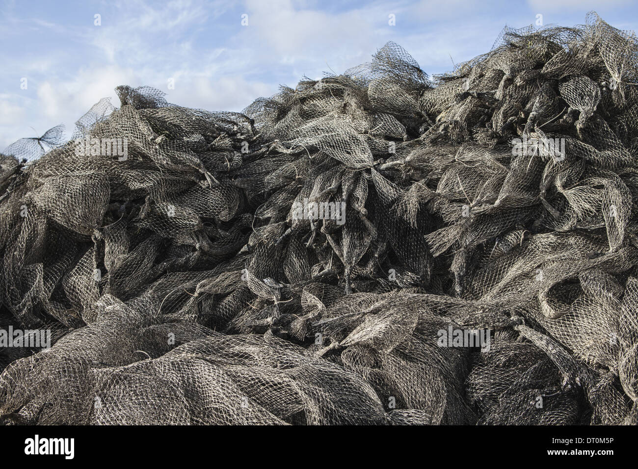 Oysterville Washington USA Nets used for shellfish aquaculture in oyster beds Stock Photo
