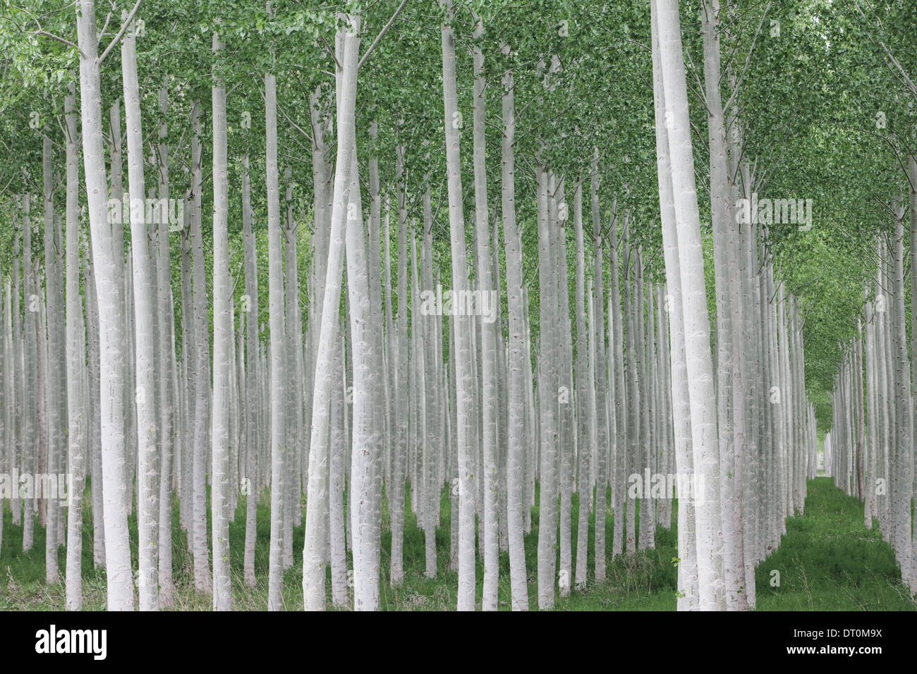 Poplar tree hires stock photography and images Alamy
