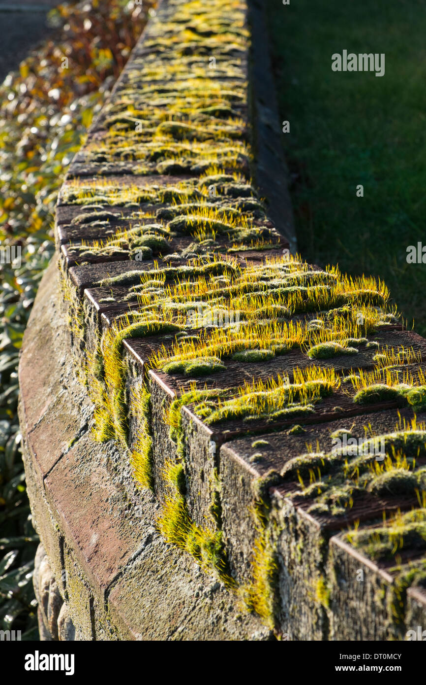 Moss growing on brick wall Stock Photo