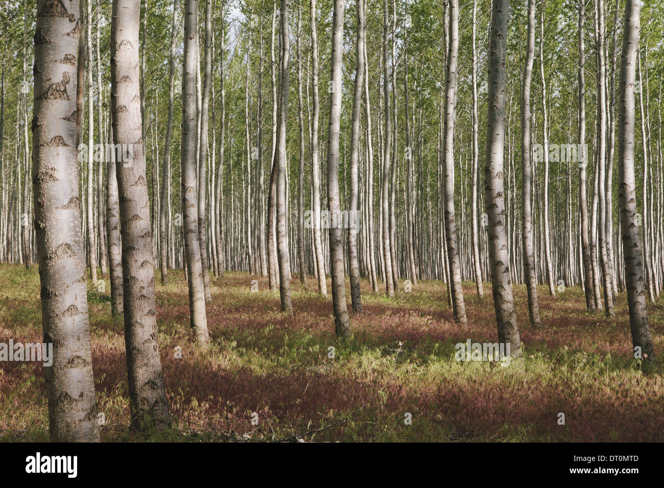 Oregon USA poplar tree plantation or forest in Oregon USA Stock Photo