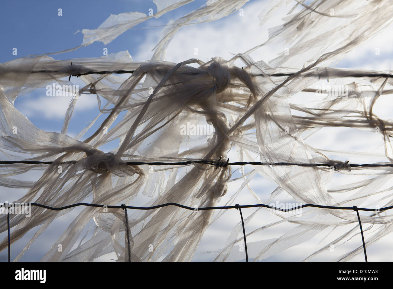 Seattle Washington USA Plastic bags caught on barbed wire fence Stock Photo
