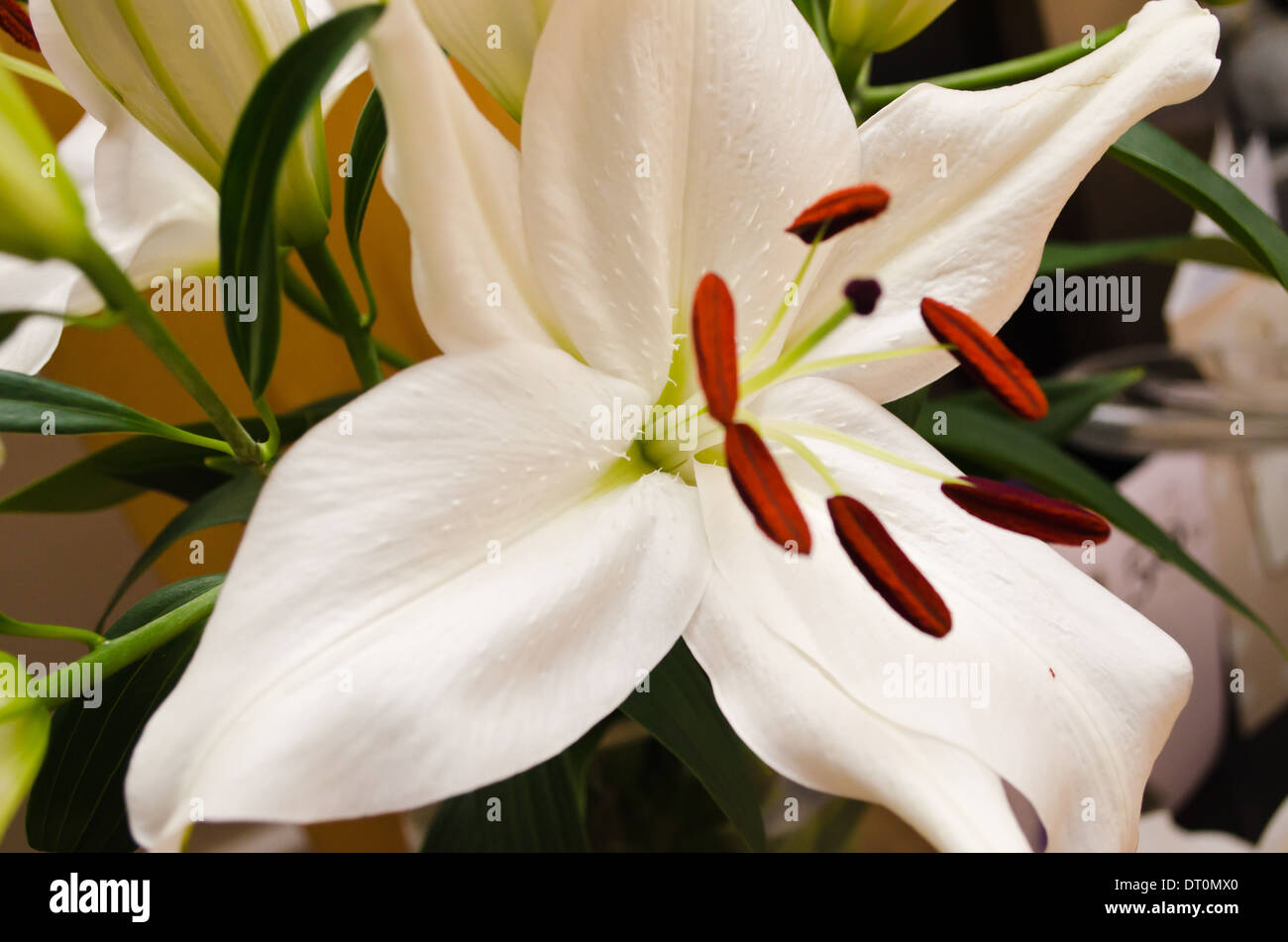 Lily flower and red anthers Stock Photo