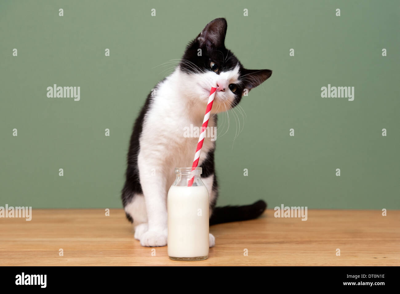 A cat drinking milk from a straw in a milk bottle Stock Photo