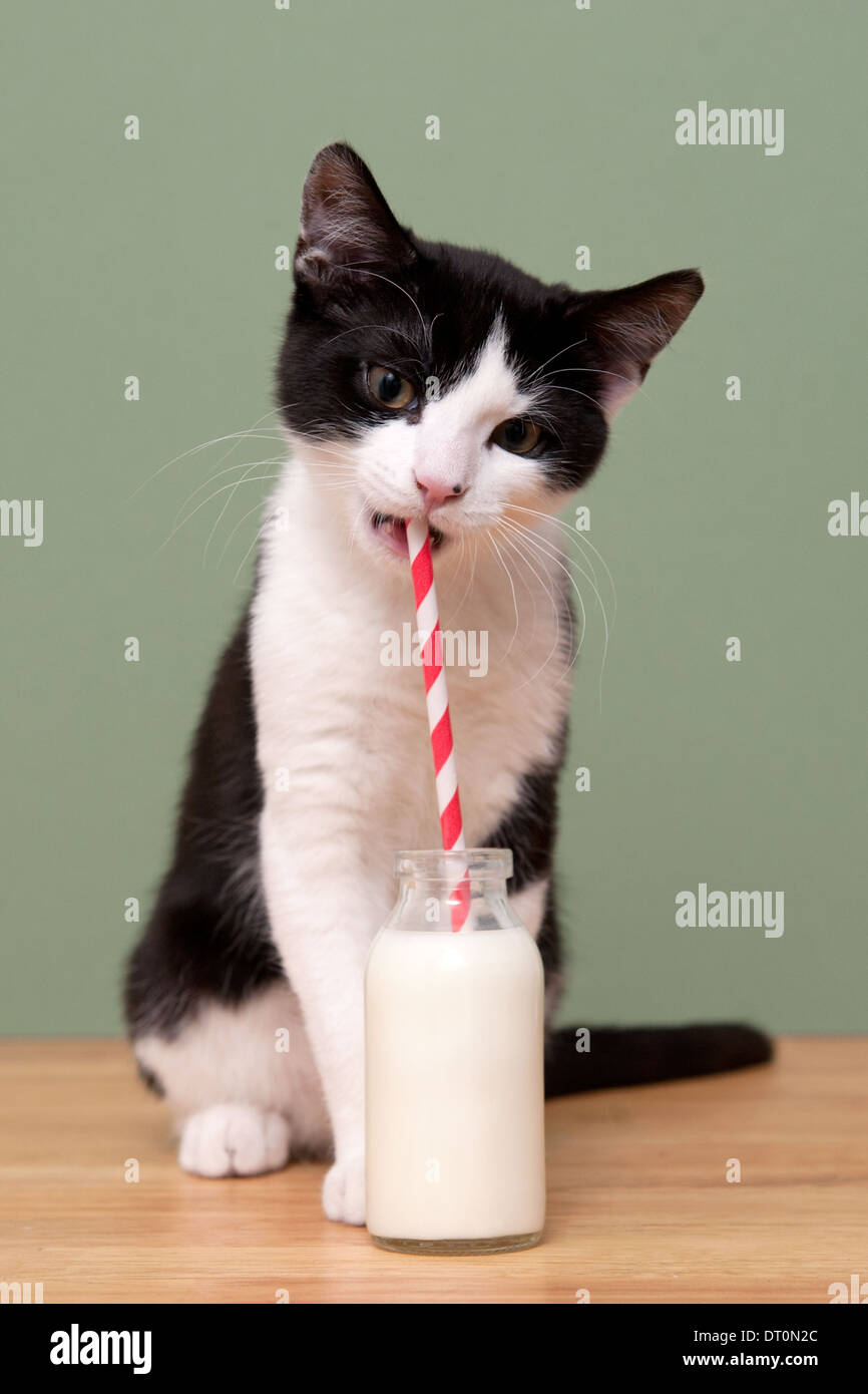 A cat drinking milk from a straw in a milk bottle Stock Photo