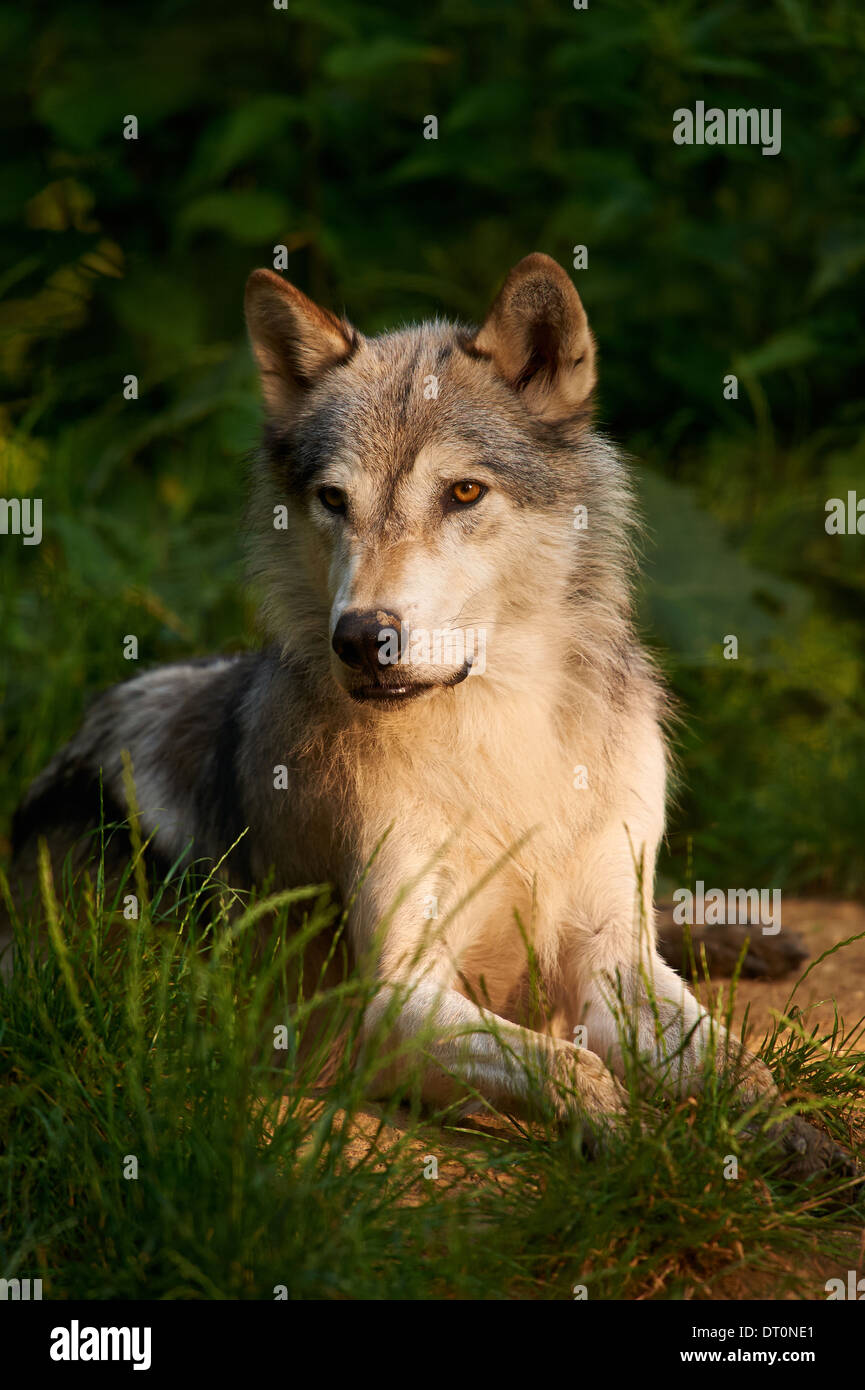 The gray wolf or grey wolf (Canis lupus) Stock Photo