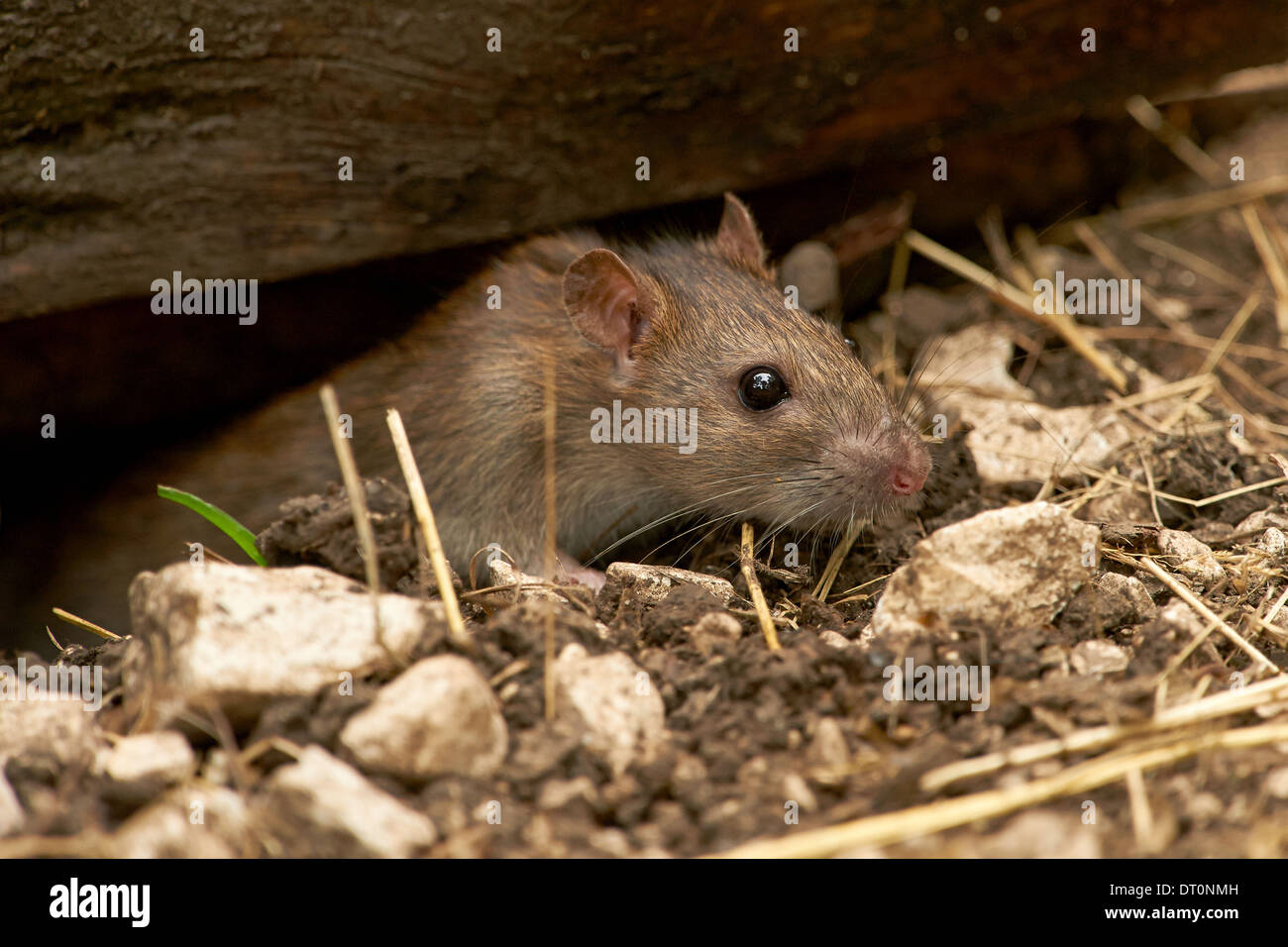 A wild Brown Rat (Rattus norvegicus) Stock Photo