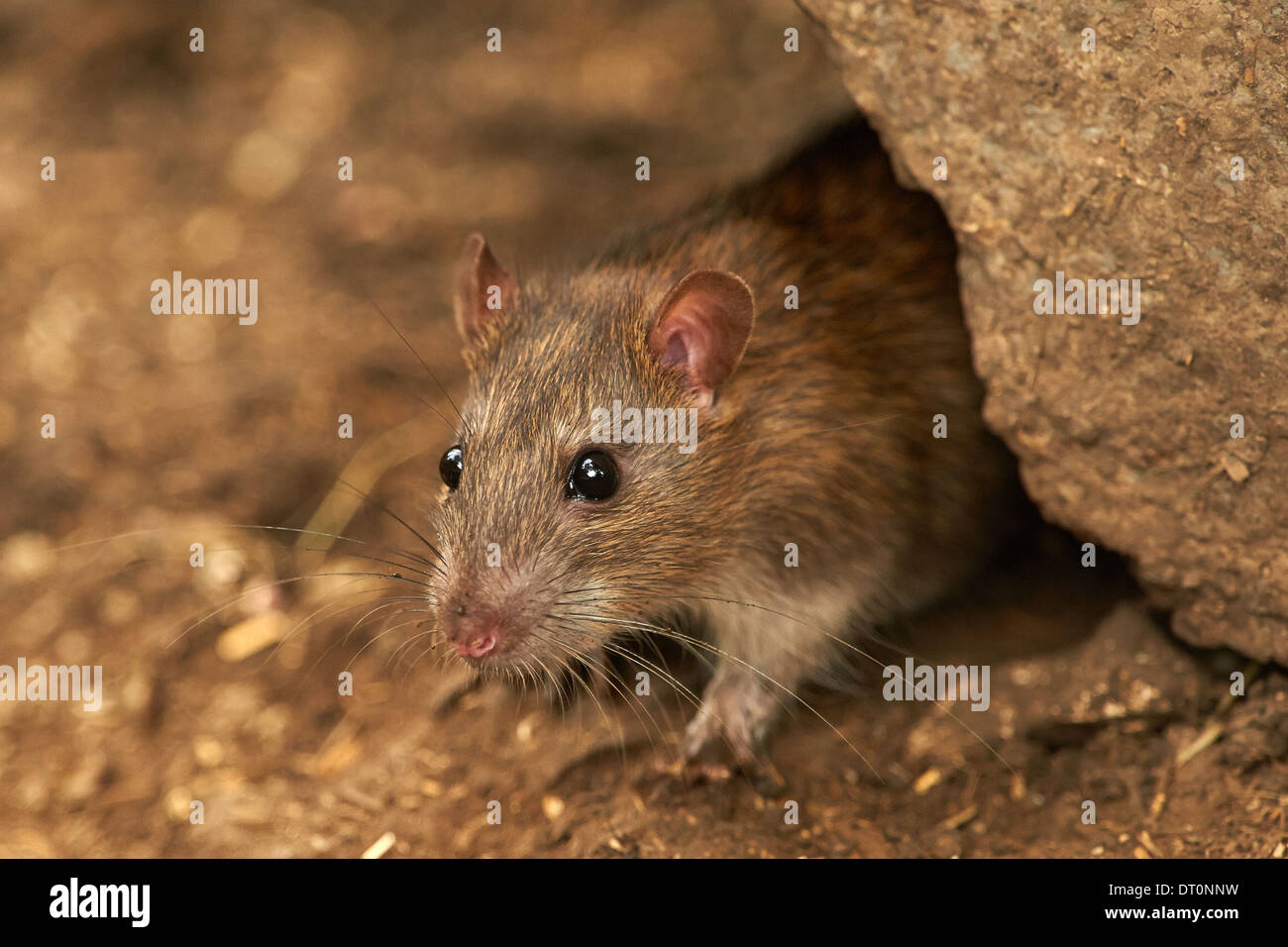 A wild Brown Rat pearing out of an old farm building (Rattus norvegicus) Stock Photo
