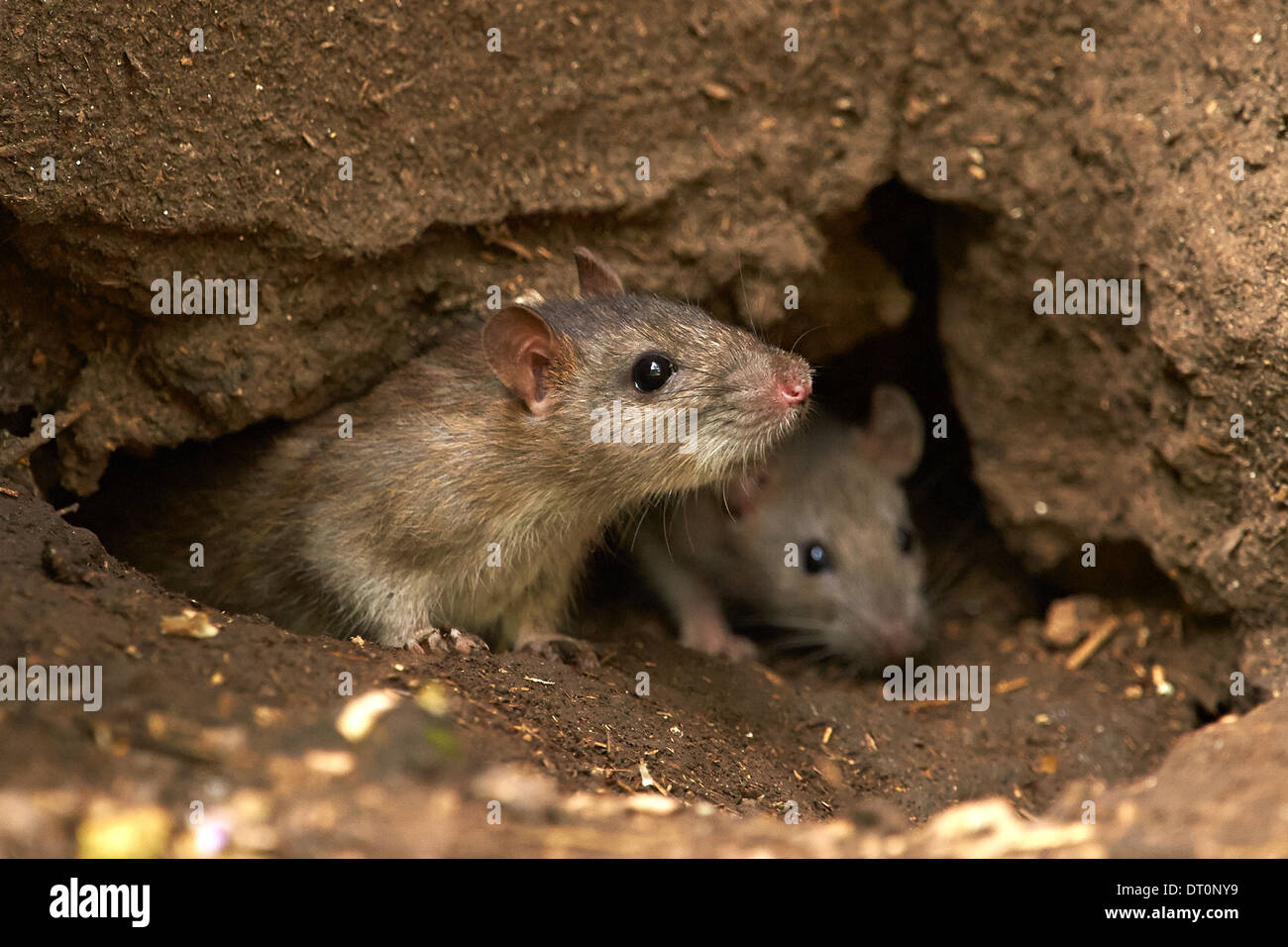 Two wild Brown Rat (Rattus norvegicus) Stock Photo