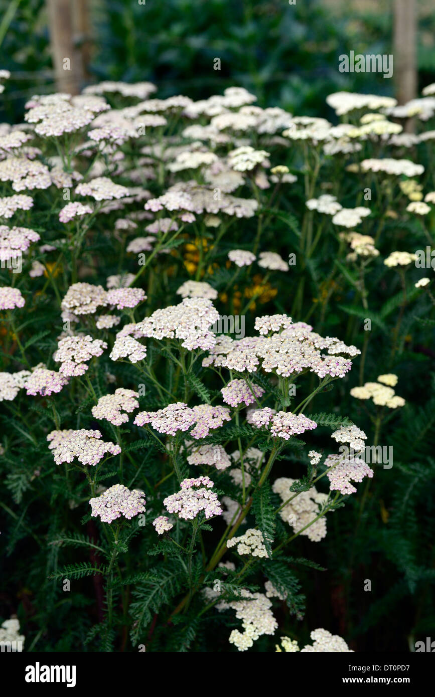 achillea millefolium colorado wild yarrow yarrows perennials white flower flowers umbel umbels Stock Photo