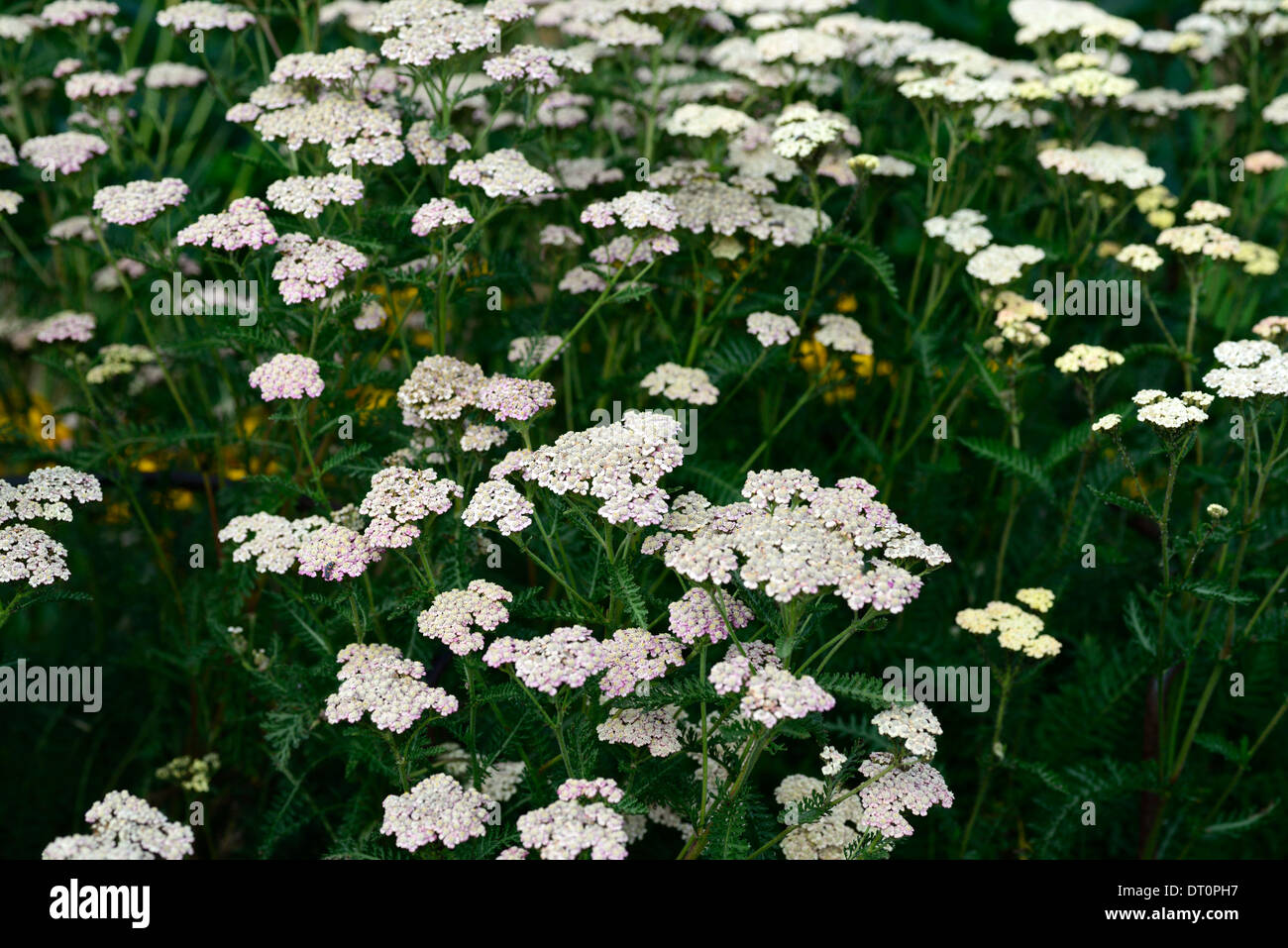 achillea millefolium colorado wild yarrow yarrows perennials white flower flowers umbel umbels Stock Photo