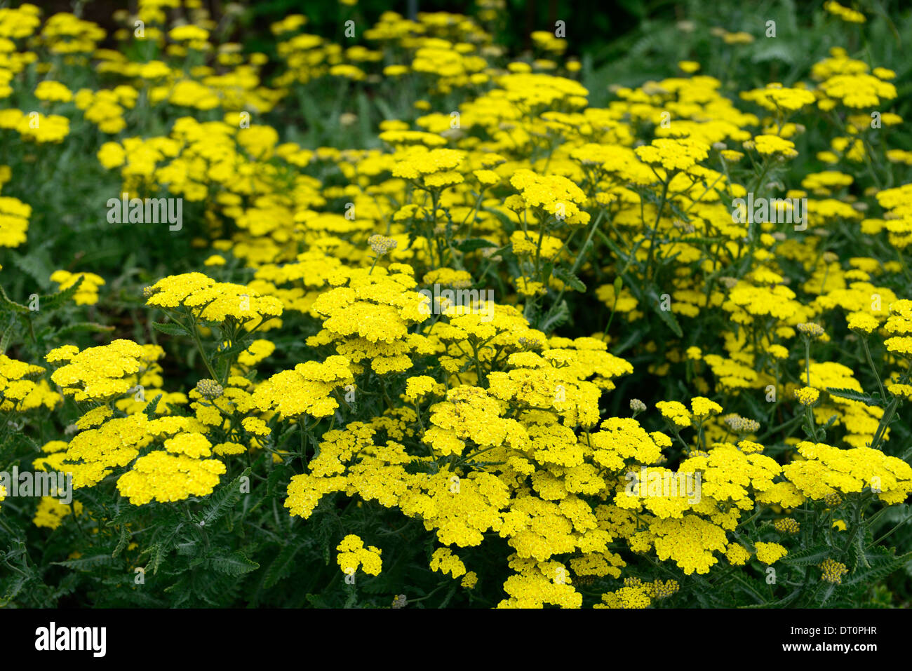 achillea filipendulina moonshine yellow yarrow flower bloom blossom