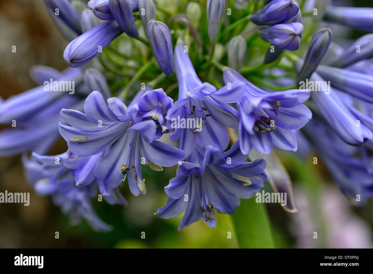 agapanthus glenavon African Lily blue lilac flower flowerhead flowers flowering blossoming cluster wildlife friendly stripes Stock Photo