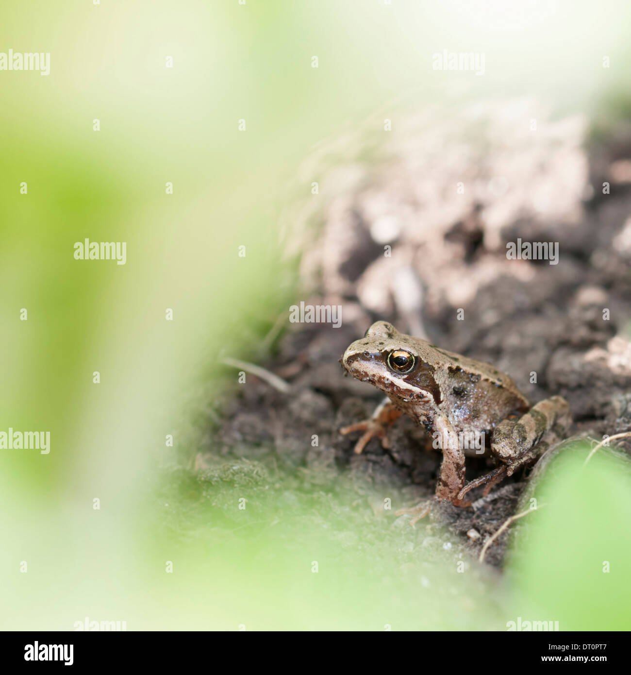 Frog under leaf hi-res stock photography and images - Alamy