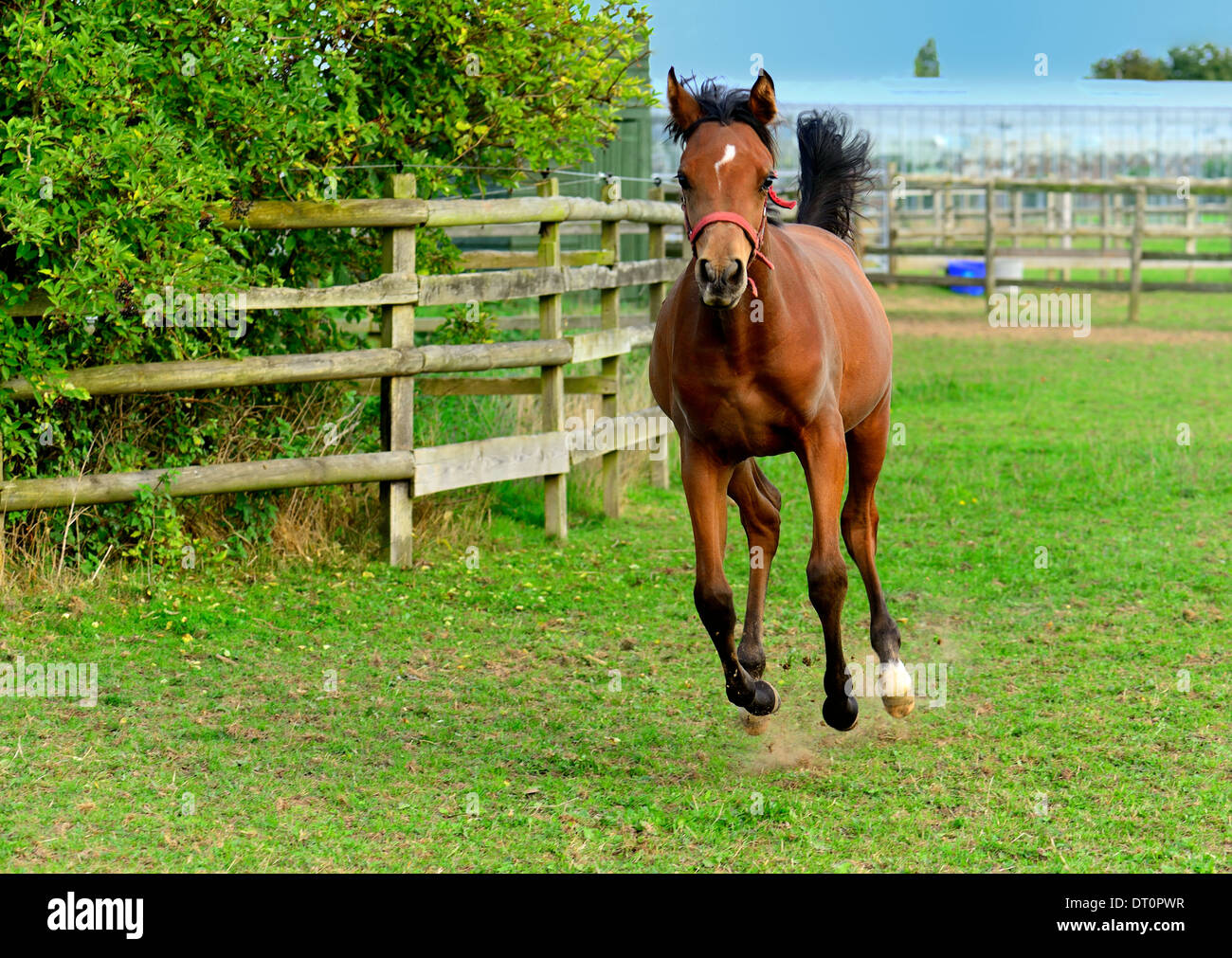 Young Arabian bay horse in mid gallop with all four hooves in the air. Stock Photo