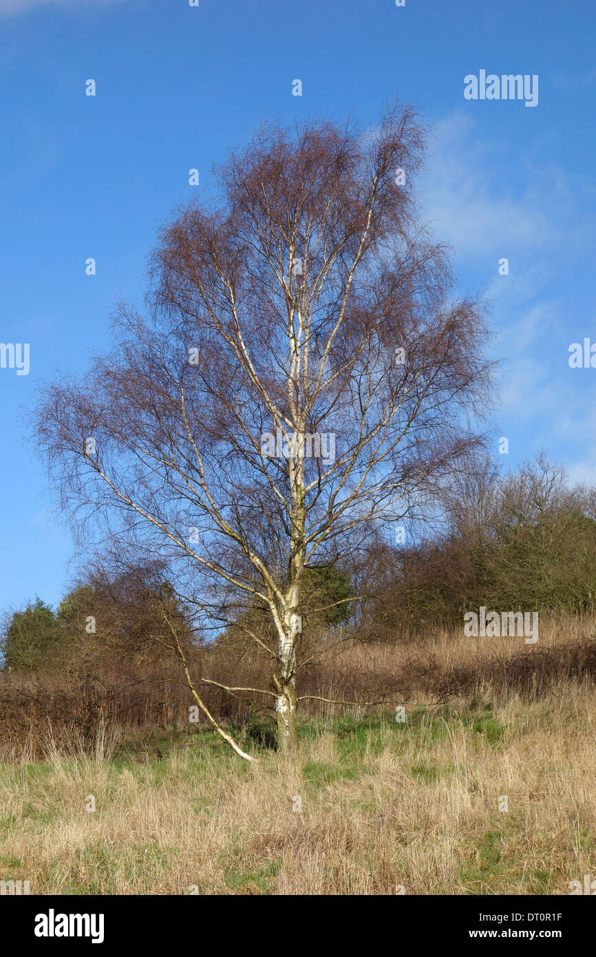 silver-birch-tree-betula-pendula-in-winter-uk-stock-photo-alamy