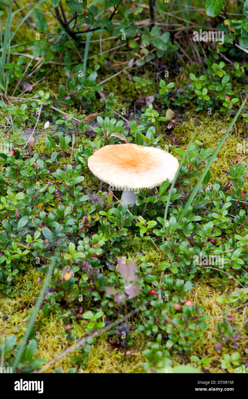 Wild mushroom growing on forest floor Stock Photo
