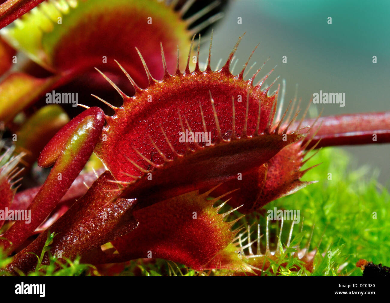 Close up of a Venus fly trap,Dionaea muscipula . Stock Photo