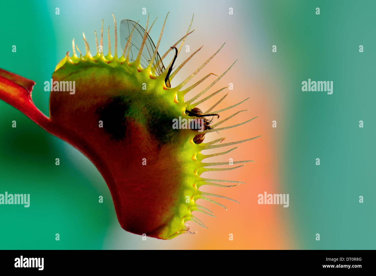 Close up of a Venus fly trap,Dionaea muscipula with a captured fly Stock Photo