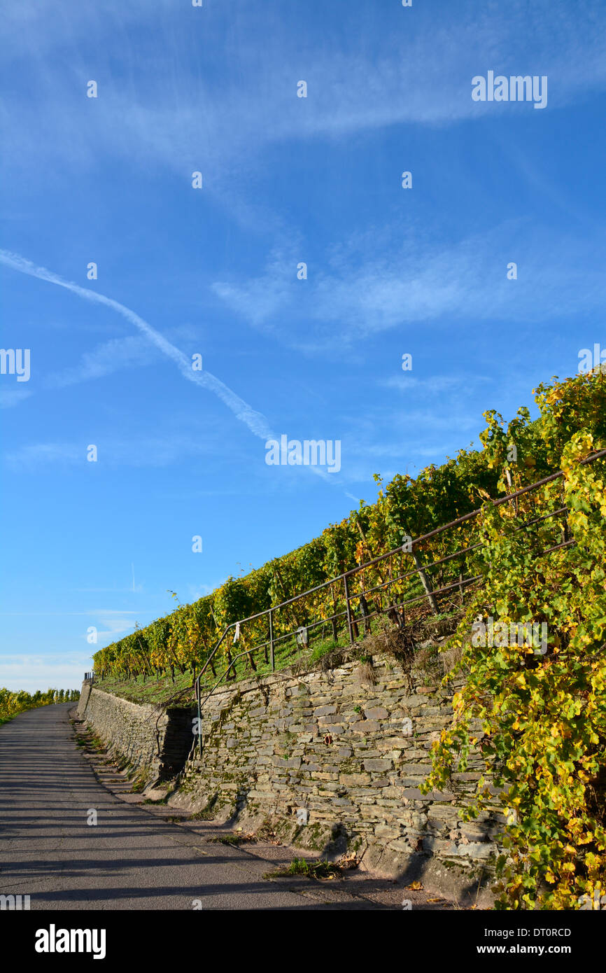 Vineyard with blue sky Moselle Germany Weinbergslandschaft an der Mosel Weinbergsweg mit Schiefermauer und blauem Himmel Stock Photo
