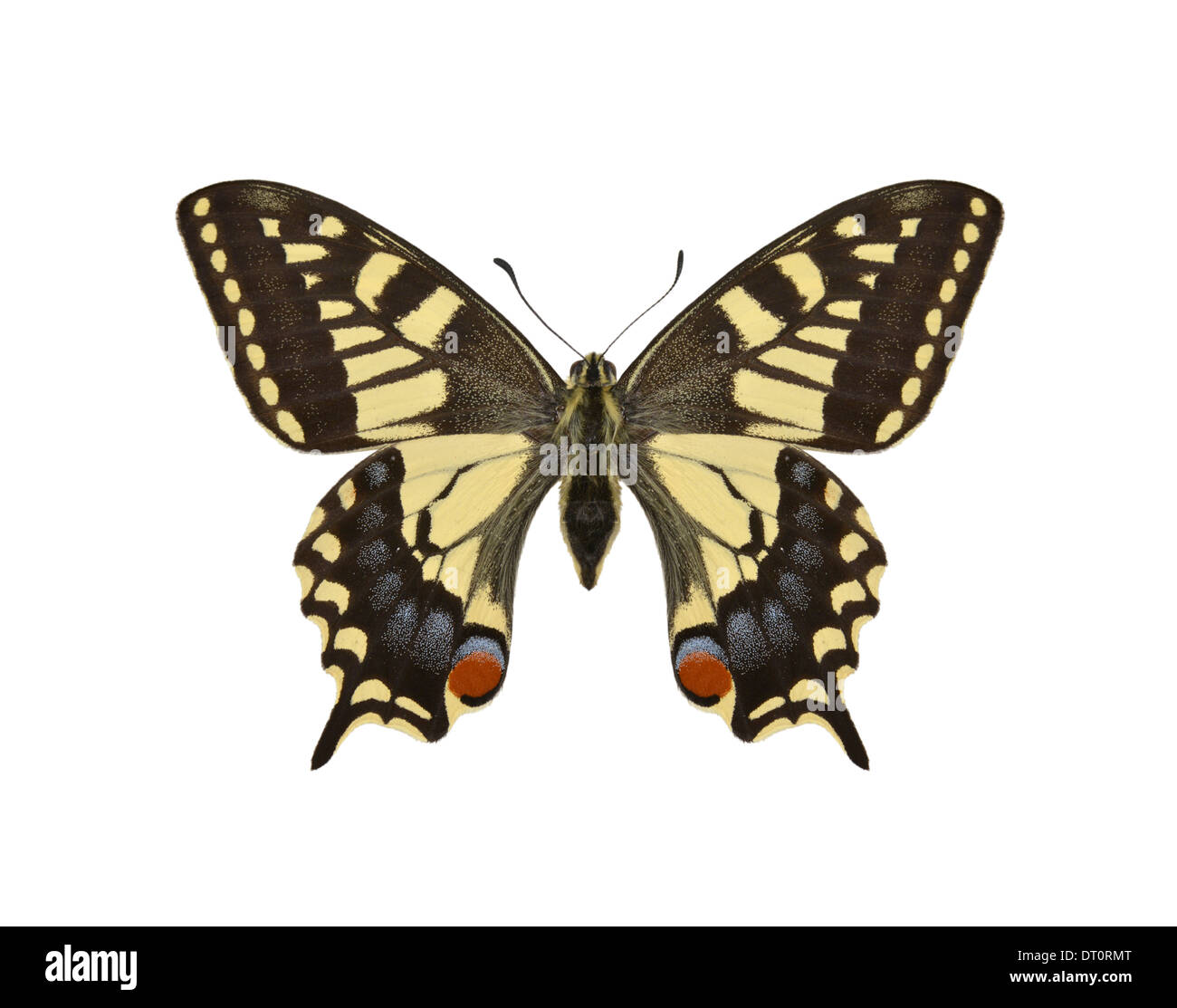 Swallowtail - Papilio machaon britannicus - female Stock Photo