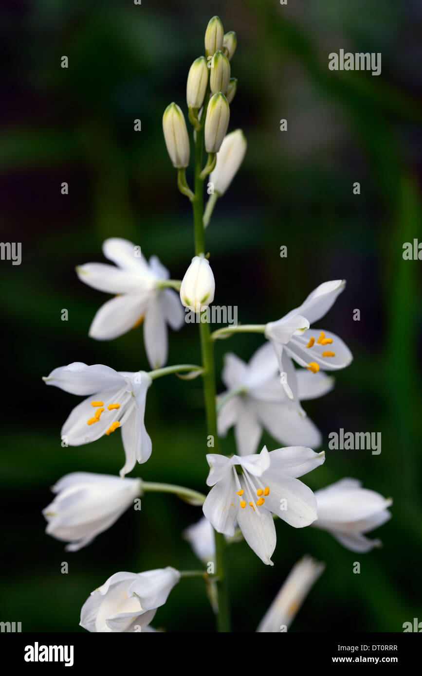 anthericum liliago major white flower flowers flowering St Bernards lily raceme panicle spike spire perennial Stock Photo